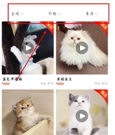 宠物市场app宠物挑选教程