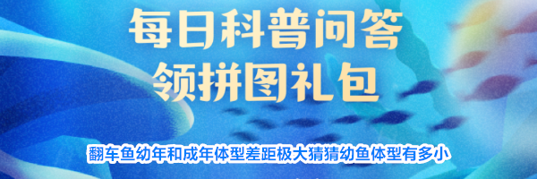 翻车鱼幼年和成年体型差距极大猜猜幼鱼体型有多小