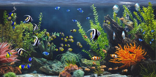 《Zen Aquarium》官方版