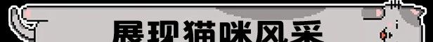 《喵喵大战死剩种》免安装中文版