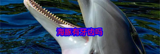 海豚有牙齿吗