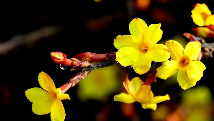 诗句“金英翠萼带春寒，黄色花中有几般”描写的是哪种春季花卉