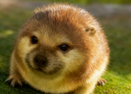 我的刀盾表情包图片大全